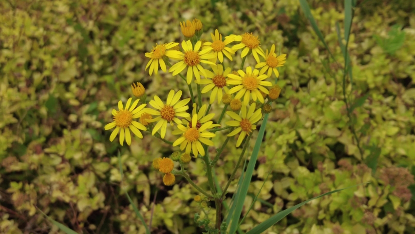 Close-up shot of yellow flowers | Shutterstock HD Video #1093228993