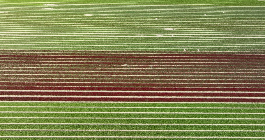 Aerial downward 5K view, flying backwards, of rows of tulips of different colors, Flevopolder, Flevoland, Netherlands. | Shutterstock HD Video #1093229211