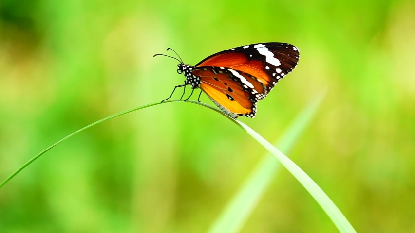HD 1080p 250fps slow motion Thai beautiful butterfly on meadow flowers nature outdoor | Shutterstock HD Video #1093233825
