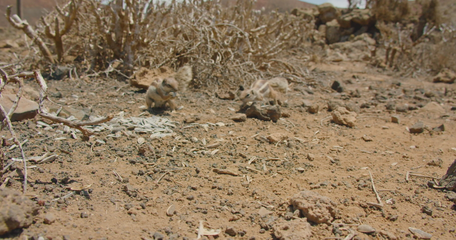 Wildlife of ground squirrels, Atlantoxerus getulus, in the crater of the Calderon Hondo volcano near Corralejo, north coast of the island of Fuerteventura, Canary Islands. Spain. Slow motion.