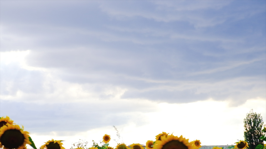 Sunflowers bloom in the field. Selective focus. | Shutterstock HD Video #1093234749