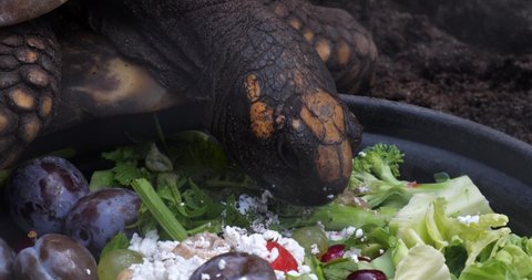 Tortoise Eating Fruits Vegetables Stock Footage Video (100% Royalty ...