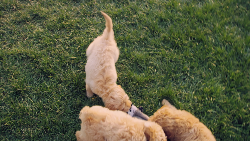 Above 4 labradoodle puppies playing tug of war with stuffed animal chew toy Royalty-Free Stock Footage #1093241797