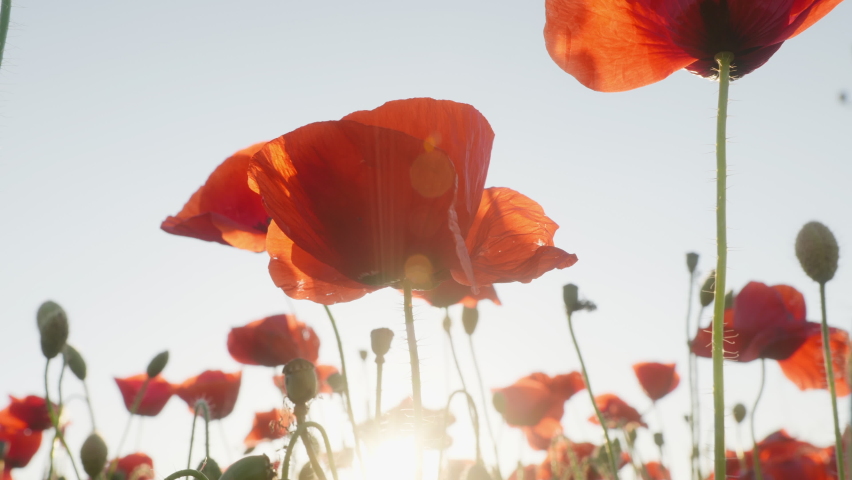 Red poppies flowers bloom swaying on blue sky close up from wind in meadow in national reserve in spring slow motion at sunset in sun lens flares. Go Everywhere. Nature concept Royalty-Free Stock Footage #1093244597