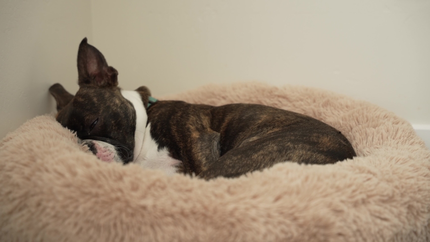 Pet Boston Terrier dog falls asleep and snores in its dog bed in room corner