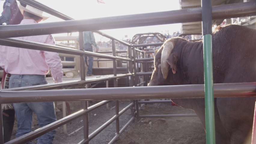 A bull waits in a pen under the rodeo stands for the bull riding event to begin