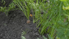 Farmer hand crops ripe carrot from garden bed in vegetable garden. Harvest or gardening concept. 4k video