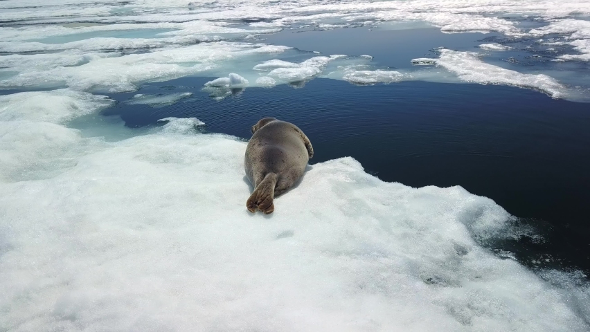 Aerial orbit beautiful fur seal, close-up sea calf lies on ice floe in middle of spring Lake Baikal Unique endemic, fauna Siberia Russia. Cinematic natural landscape. Muzzle looks at camera not afraid