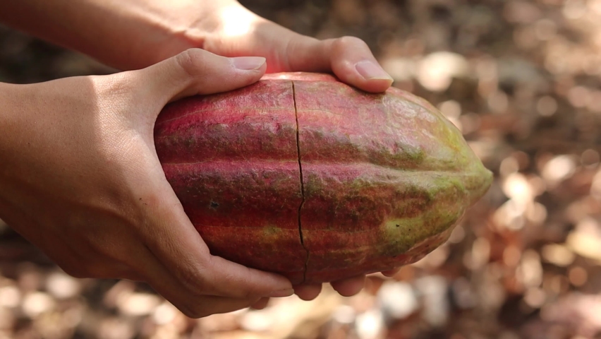a person harvesting yellow red orange ripe cocoa pod and then cut and open it. Harvest red cocoa pod in the field. Cocoa (Theobroma cacao L.). Farmer is working in cacao farm. White pulp bean. Royalty-Free Stock Footage #1093254203