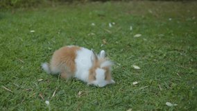 Little Lionhead rabbit in a garden. Sweet white rabbit puppy with fluffy mane around its head. Innocent herbivorous garden animals. Close-up of a two-colored domestic dwarf rabbit. 4k slowmotion video