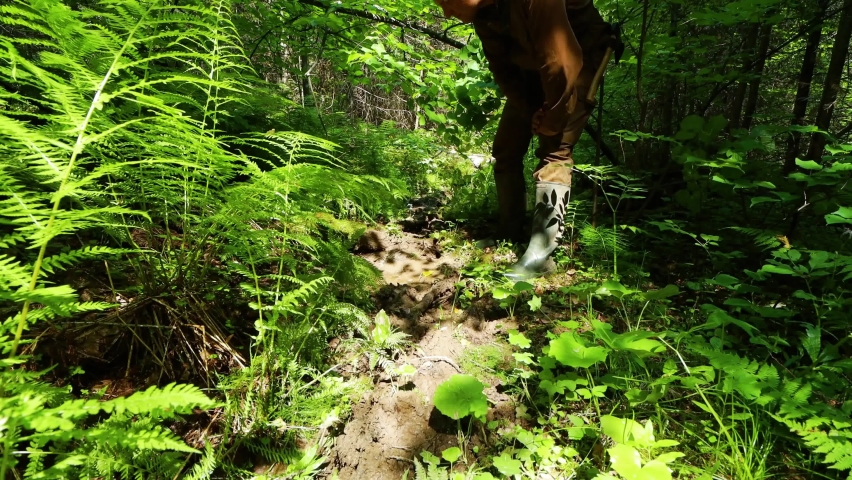 Beautiful footage-wildlife and forest. Hight quality resolution.