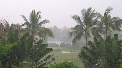 Tropical Rain Rainstorm Thunderstorm Raining Green Stock Footage Video ...