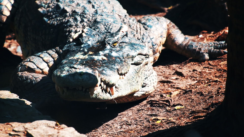 crocodile lies gaping mouth. Alligator farm, Pattaya, Thailand. saltwater crocodile Crocodylus porosus. crocodile is crawling. crocodile eye and sharp teeth. Dark blue reptile Alligator creeps slowly Royalty-Free Stock Footage #1093261711