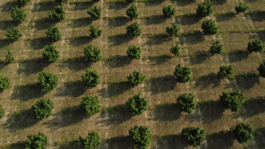 Hazelnut Trees Agriculture Field Aerial View | Shutterstock HD Video #1093264321