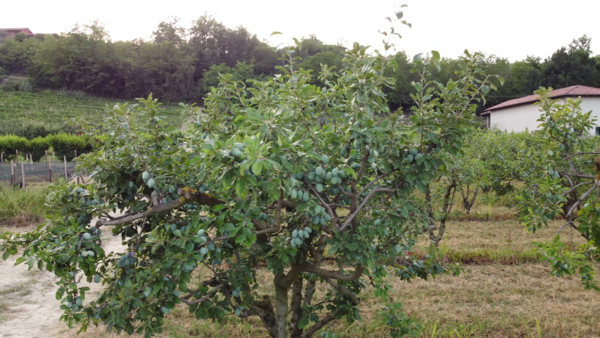 Plum Fruit Plant Agriculture Field | Shutterstock HD Video #1093264327