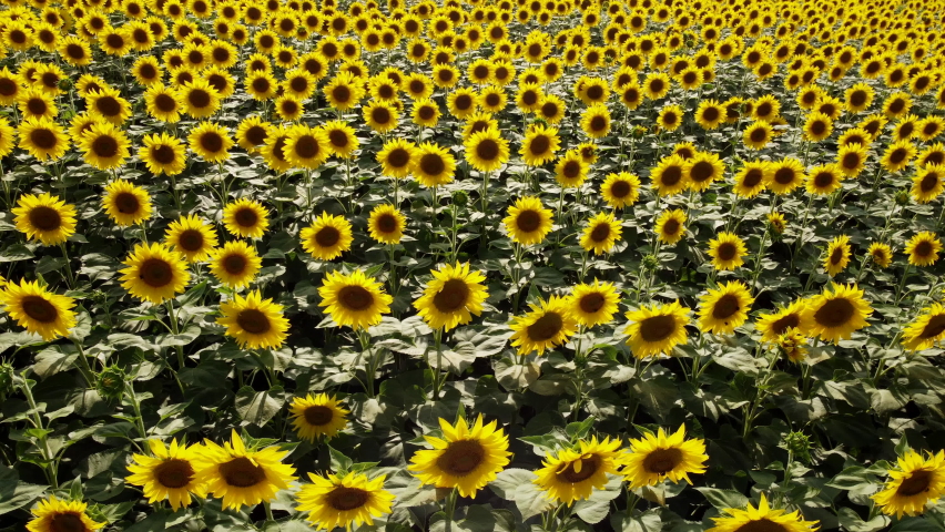 Sunflower Field Agriculture Cultivation, Beautiful Yellow Sun Flowers | Shutterstock HD Video #1093264333