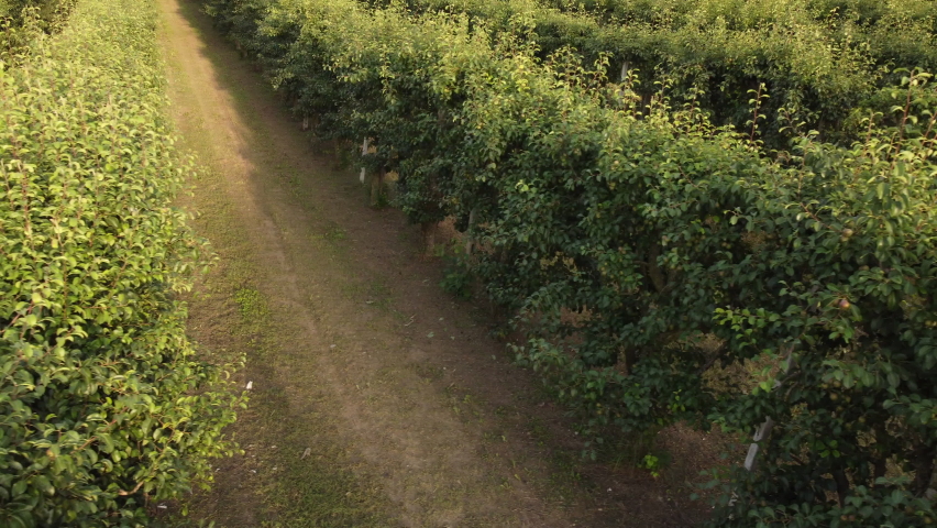 Pear Martin Sec Fruit Agriculture Cultivation Field | Shutterstock HD Video #1093264353