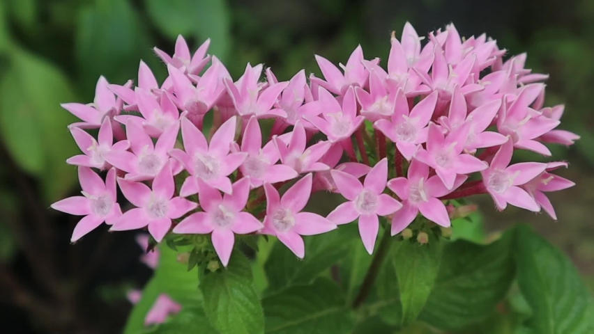 Pentas is a genus of flowering plants in the family Rubiaceae. The genus is found in tropical and southern Africa, the Comoros, Madagascar, and the Arabian Peninsula. | Shutterstock HD Video #1093265389
