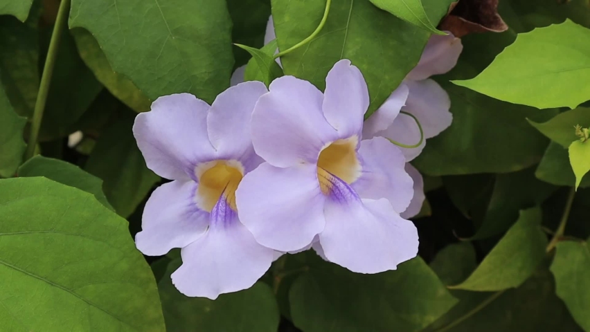 Thunbergia grandiflora is an evergreen vine in the family Acanthaceae. It is native to China, India, Nepal, Bangladesh, Indochina and Myanmar and widely naturalised elsewhere. | Shutterstock HD Video #1093265503