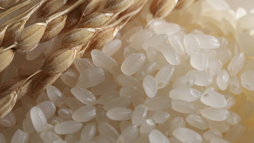 Raw grain of rice and crops ears of rice before cooking. Close up. Japanese rice. Asian traditional food. Healthy ingredient Royalty-Free Stock Footage #1093266975