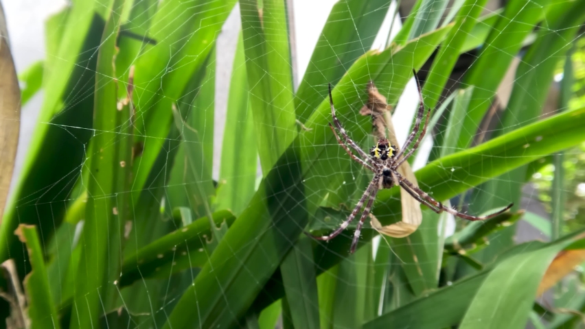 A spider is waiting for prey in its web, hanging on a yellow iris leaf | Shutterstock HD Video #1093267747