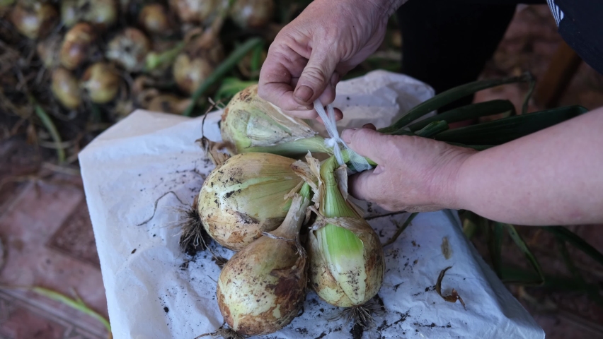 Video of women's hands sorting through the heads of fresh onions, from the garden, for harvesting for the winter. A bunch of fresh onions in the hands of a farmer. Harvesting, eco-friendly vegetables. | Shutterstock HD Video #1093268935