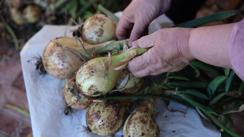 Video of women's hands sorting through the heads of fresh onions, from the garden, for harvesting for the winter. A bunch of fresh onions in the hands of a farmer. Harvesting, eco-friendly vegetables. | Shutterstock HD Video #1093268939