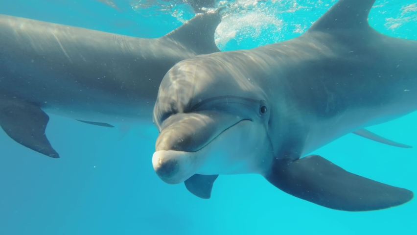 Dolphin Selfie - Curious dolphin approaching the camera lens. Extreme close-up of Bottlenose Dolphin swim in the blue water Royalty-Free Stock Footage #1093273819