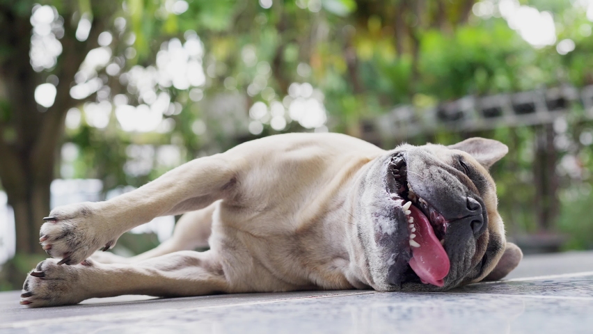 Panting dog with tongue sticking out lying on the floor. Royalty-Free Stock Footage #1093275221