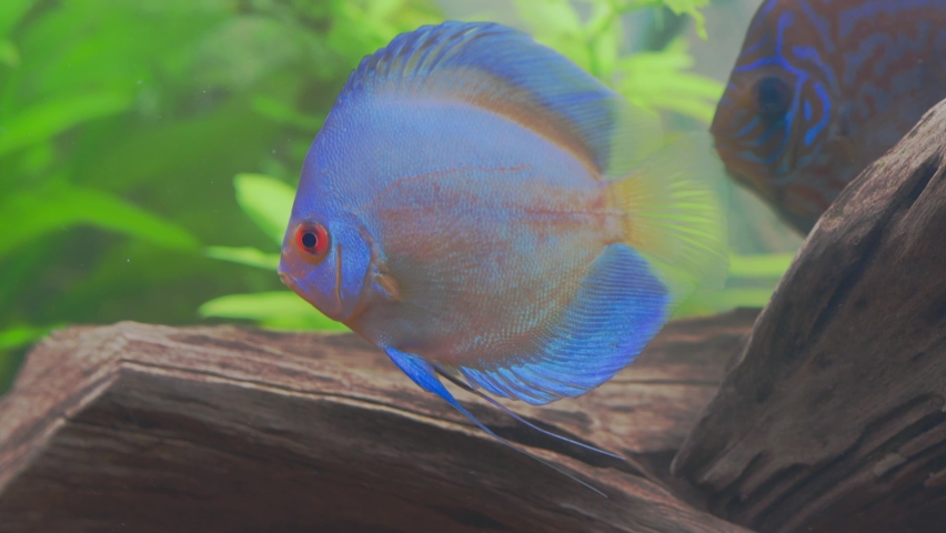 Beautiful view of blue diamond discus fish cichlid swimming in aquarium. Tropical fishes. Sweden. | Shutterstock HD Video #1093275265
