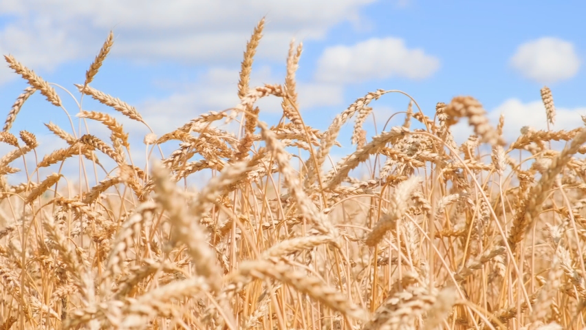 Close-up of golden ears of wheat in a field against a blue sky with clouds. Yellow ears with ripe wheat grains slowly sway in the wind. The grain is ripe and it's time to harvest, 4k uhd slow motion. Royalty-Free Stock Footage #1093276839