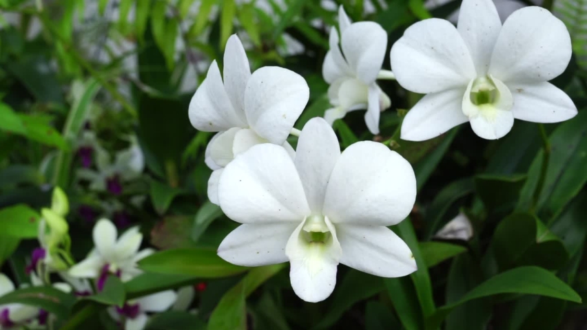 White orchid flowers are growing in the garden on the morning.Local orchid in tropical geography of Thailand. | Shutterstock HD Video #1093278371