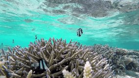maldives underwater coral garden
