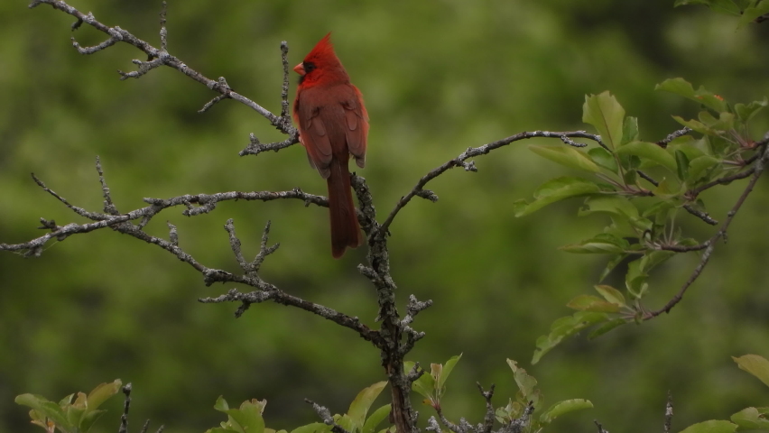 Breathtaking red songbird Northern Cardinal standing on a tree branch and singing love songs