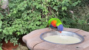 The Rainbow Lorikeet. Very beautiful parrot eats and enjoys. Stock video clip. 4K
