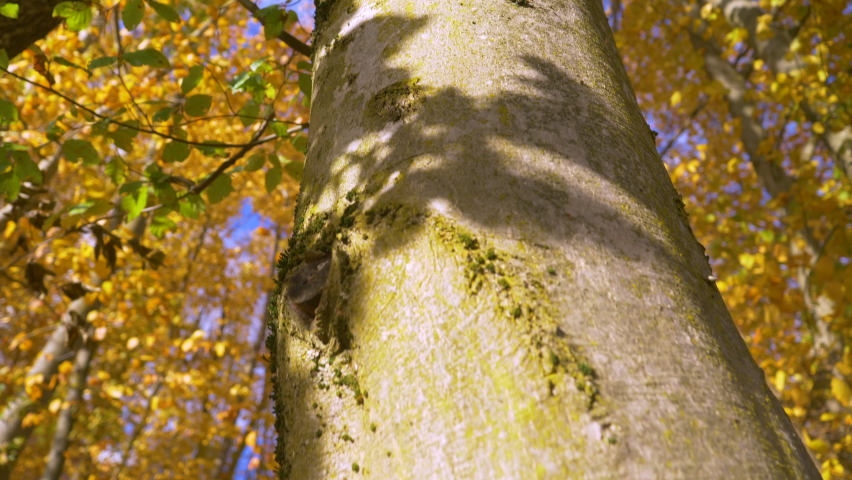 Ascending shot up the trunk of a beech tree to the last green leaves of autumn. Beautiful shot of forest in vibrant colors of fall season. Green beech tree leaves changing colours to autumn shades. Royalty-Free Stock Footage #1093283709
