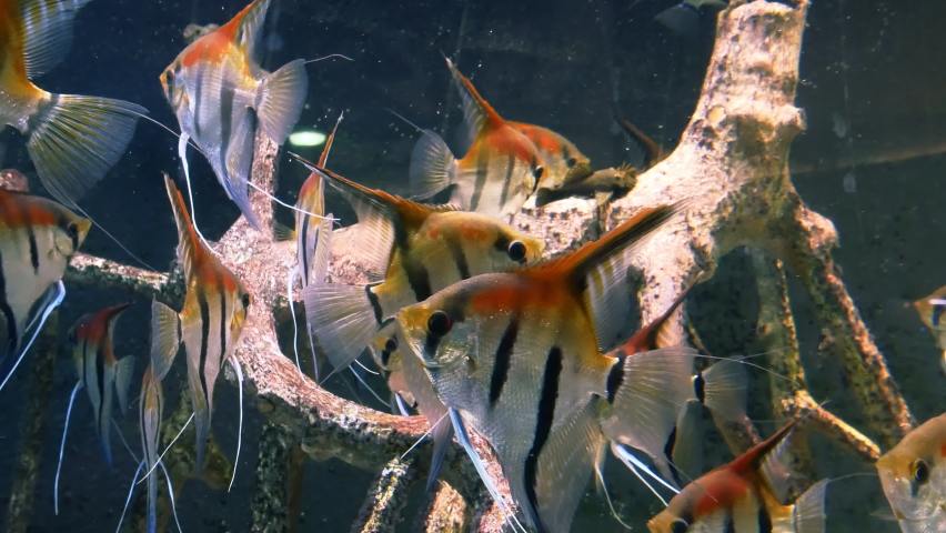 Lots of angelfish in the aquarium. Pterophyllum scalare, most commonly referred to as the angelfish or freshwater angelfish. Close-up View. | Shutterstock HD Video #1093284131