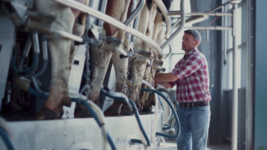 Farm worker checking milking automat on mechanical livestock facility. Focused man ranch employee inspecting work milk production system in automatic barn. Modern technology in agro manufacture. Royalty-Free Stock Footage #1093294003