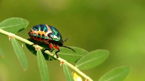 Jewel Bug, Chrysocoris stolli. Nature background video. Selective focus 