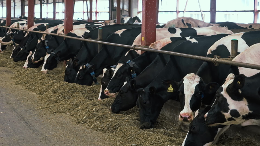 A Long Row of Black and White Dairy Cows at a Modern Milk Factory. Wearing Ear Tags and Collars. Farm Animals Feeding on Hay. Chewing and Looking in the Camera. Holstein Breed. Animal husbandry Royalty-Free Stock Footage #1093302539