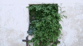 overgrown window of house in a village