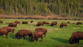 Herd of bison grazing in a meadow of Grand Teton National Park at sunset, Wyoming, USA. 4K UHD video.