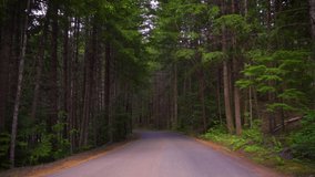 Driving down an empty road through the dense forest Of Oregon, USA. 4K UHD video.