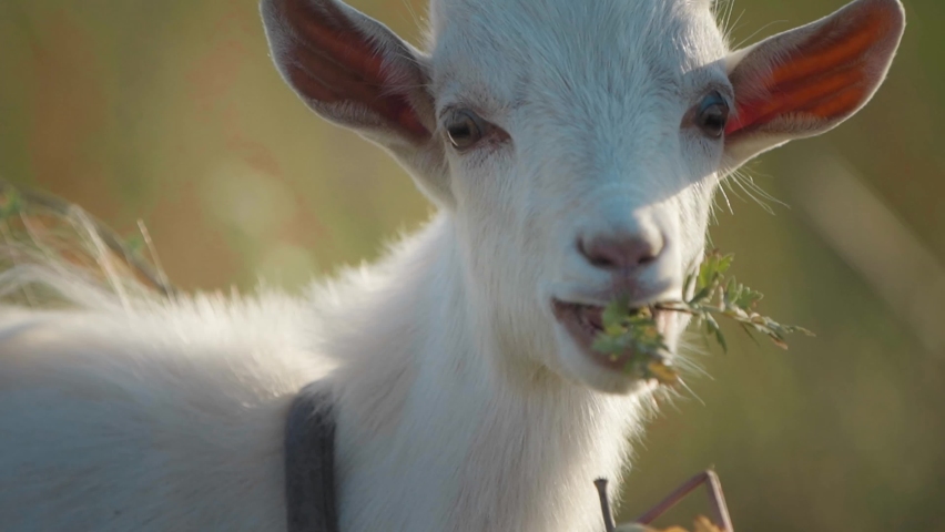 Little white goat eats grass in the sun rays. Close-up shot. 4K