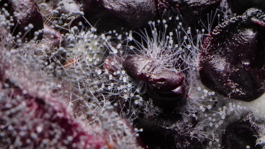 Mold spores growth on berries