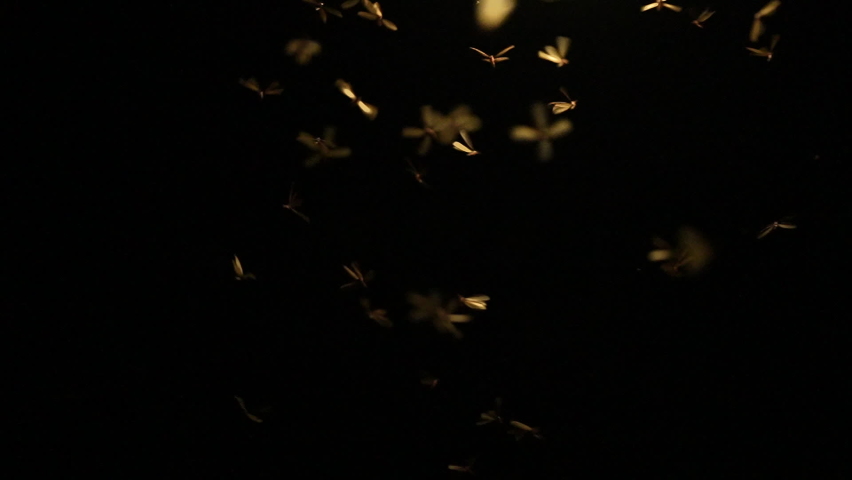 Slow motion of mayfly insect using a wing to fly with lantern light at night, nature termite swarming bloom under street lamp light, wildlife animal scene, fauna mating science concept | Shutterstock HD Video #1093315417