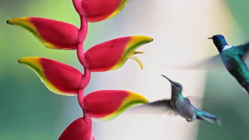 White Necked Jacobin Hummingbird (florisuga mellivora), Bird Flying in Flight and Feeding and Drinking Nectar from a Bright Red Flower in Tropical Rainforest in Costa Rica, Central America Royalty-Free Stock Footage #1093315931