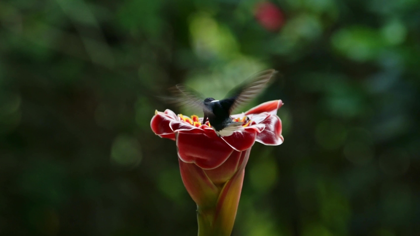 White Necked Jacobin Hummingbird (florisuga mellivora), Bird Flying in Flight and Feeding and Drinking Nectar from a Bright Red Flower in Tropical Rainforest in Costa Rica, Central America Royalty-Free Stock Footage #1093315995