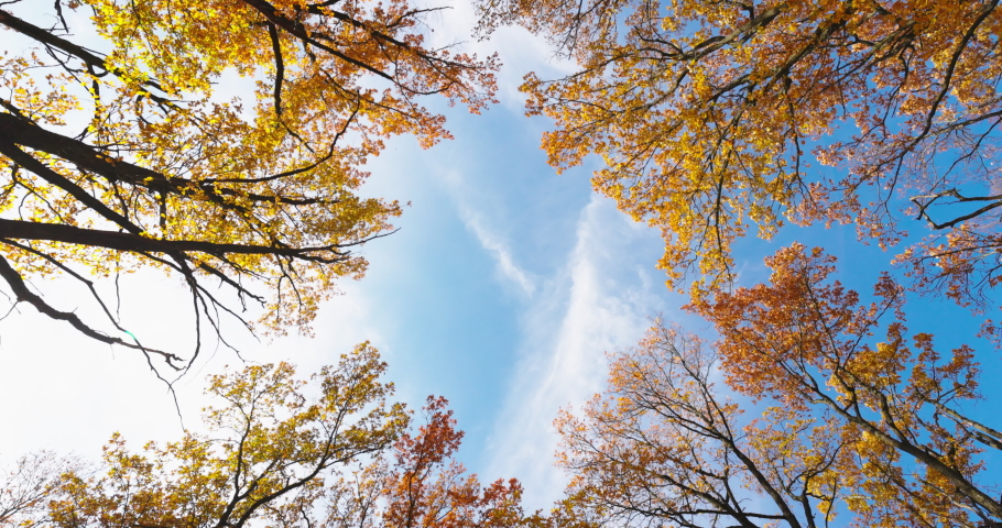 Autumn Forest, Trees Yellow Leaves and Blue Sky. Nature, Fall Landscape. Look up, Falling Leaf in Slow motion. Natural Background, Wallpaper. Beautiful View. Time of Year, Season. Golden Autumn. 