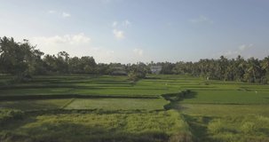 Mix of several aerial drone video shots of rice paddies terraces in the village of Peliatan, Ubud, Gianyar, Bali, Indonesia